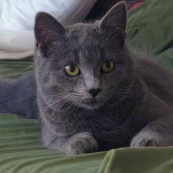 Lost Female Cat last seen Market and Quartz, Redding, CA 96003