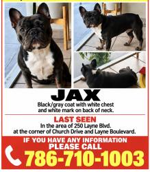 Lost Male Dog last seen Near 250 Layne Blvd & Church Drive, Hallandale Beach, FL 33009