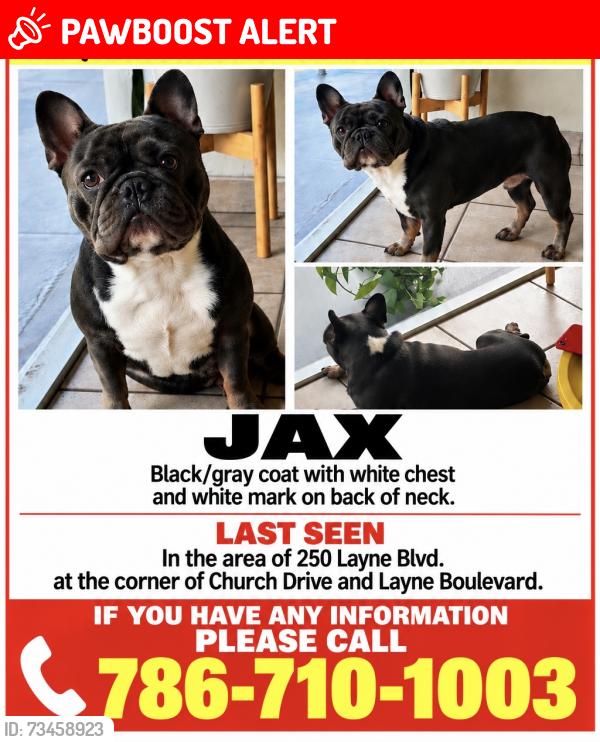 Lost Male Dog last seen Near 250 Layne Blvd & Church Drive, Hallandale Beach, FL 33009