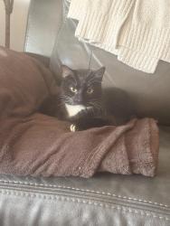 Found/Stray Female Cat last seen Lake Blalock, Chesnee, SC 29323