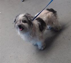 Shelter Stray Female Dog last seen PERSIA@MISSION, 1419 Bryant St, San Francisco, CA 94103, USA