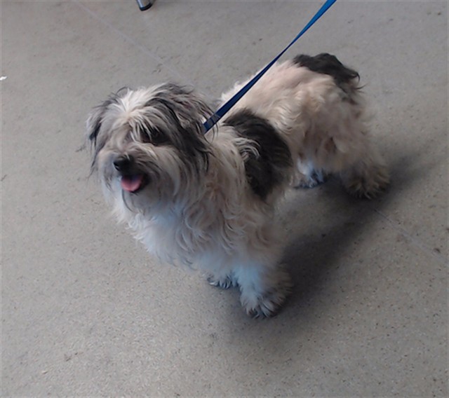 Shelter Stray Female Dog last seen PERSIA@MISSION, 1419 Bryant St, San Francisco, CA 94103, USA
