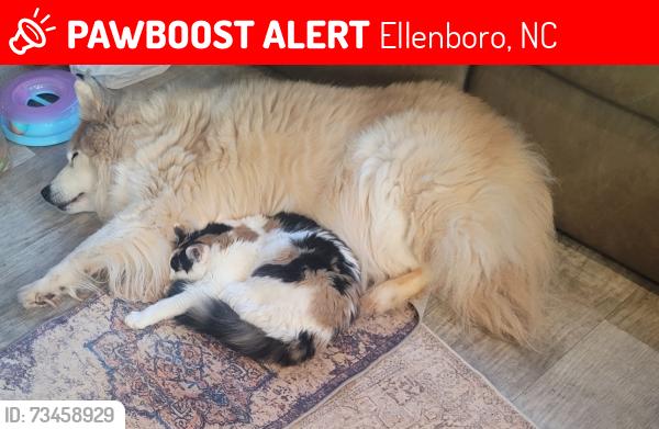 Lost Female Cat last seen Hollis rd, Ellenboro, Ellenboro, NC 28040