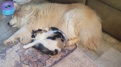 Lost Female Cat last seen Hollis rd, Ellenboro, Ellenboro, NC 28040