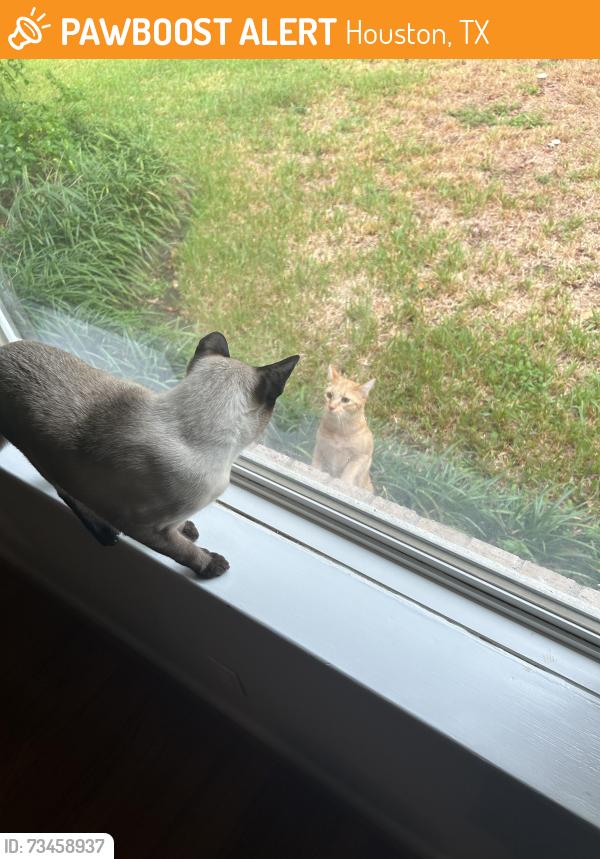 Found/Stray Male Cat last seen Longbranch and Springrock, Houston, TX 77055