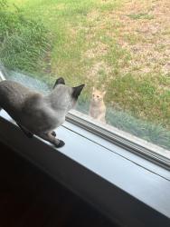 Found/Stray Male Cat last seen Longbranch and Springrock, Houston, TX 77055
