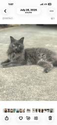 Lost Male Cat last seen Adams Mill, Simpsonville, SC 29681