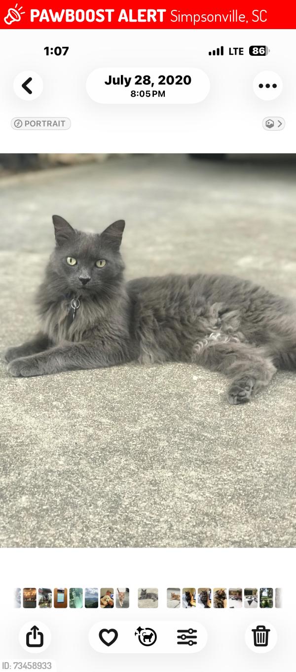 Lost Male Cat last seen Adams Mill, Simpsonville, SC 29681