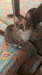 Reunited Female Cat last seen By the railroad tracks, palmetto, left of Winn Dixie, Bradenton, FL 34208