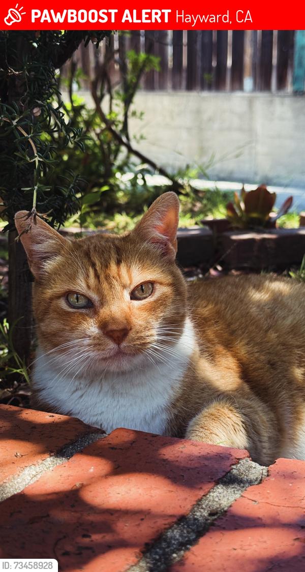 Lost Male Cat last seen Sulphur Creek, Hayward, CA 94541