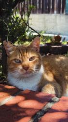 Lost Male Cat last seen Sulphur Creek, Hayward, CA 94541