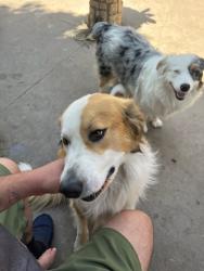 Reunited Male Dog last seen 187th st in Artesia, Artesia, CA 90701