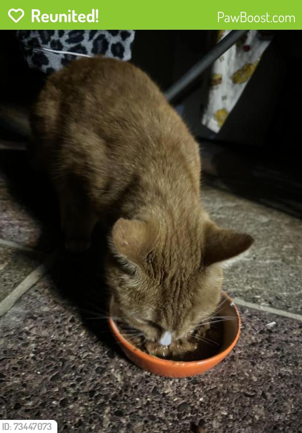 Reunited Female Cat last seen Ilford Lane, Greater London, England IG1 2HB