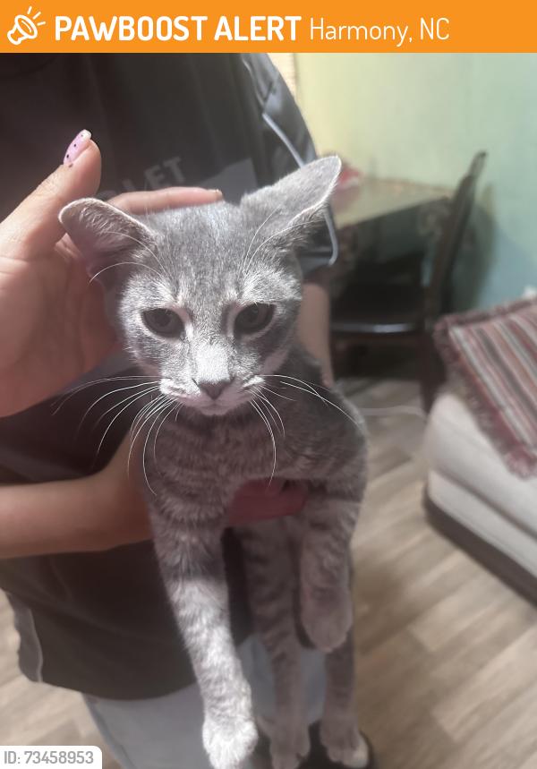Found/Stray Male Cat last seen Near Heifer Barn lane, Harmony, NC 28634