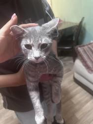 Found/Stray Male Cat last seen Near Heifer Barn lane, Harmony, NC 28634