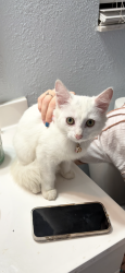 Found/Stray Unknown Cat last seen Honore/Richardson, Sarasota, FL 34233