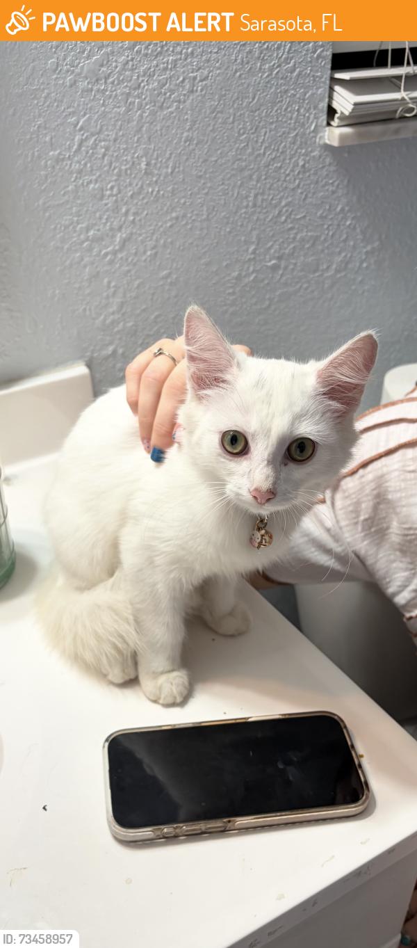 Found/Stray Unknown Cat last seen Honore/Richardson, Sarasota, FL 34233