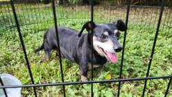 Reunited Male Dog last seen Red Bluff and Lakeside, Taylor Lake Village, TX 77586