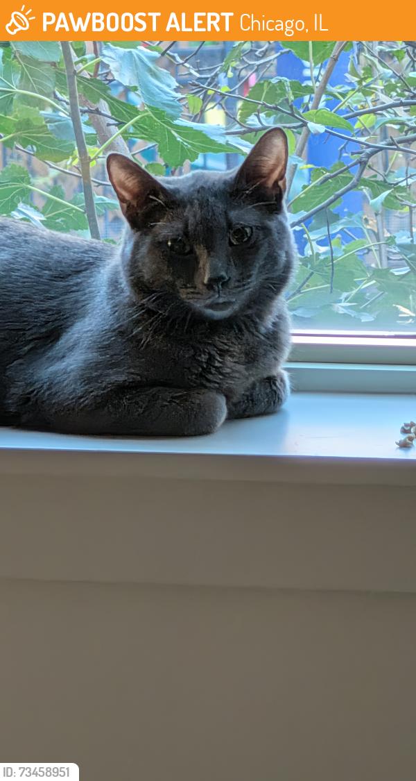 Found/Stray Male Cat last seen Roosevelt Halstead bus stop, Chicago, IL 60607