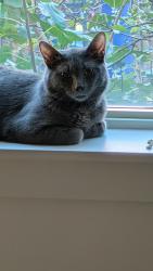Found/Stray Male Cat last seen Roosevelt Halstead bus stop, Chicago, IL 60607