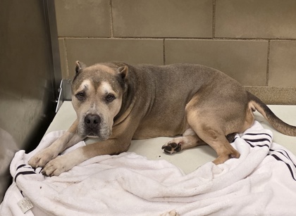 Shelter Stray Male Dog last seen Suffolk Ln, Cedar Hill, TX, 1150 E Pleasant Run Rd, Cedar Hill, TX 75104, USA