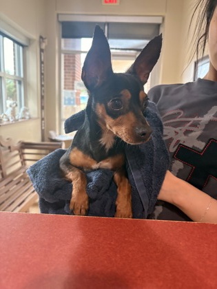 Shelter Stray Male Dog last seen Cherry St, Duncanville, TX, 1150 E Pleasant Run Rd, Cedar Hill, TX 75104, USA
