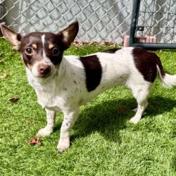 Shelter Stray Female Dog last seen Near Grizzly Peak in Oakland, Oakland, CA, 1101 29th Ave, Oakland, CA 94601, USA