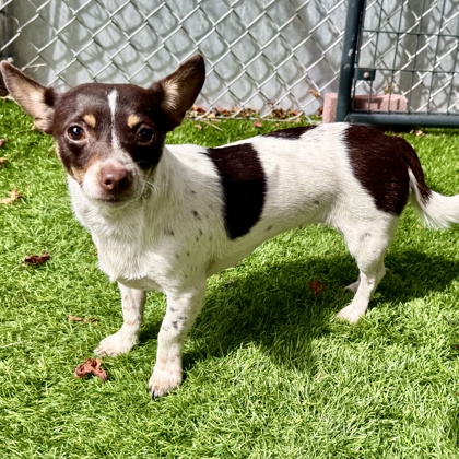 Shelter Stray Female Dog last seen Near Grizzly Peak in Oakland, Oakland, CA, 1101 29th Ave, Oakland, CA 94601, USA