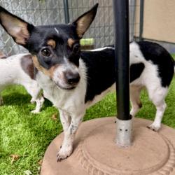 Shelter Stray Female Dog last seen Near Grizzly Peak in Oakland, Oakland, CA, 1101 29th Ave, Oakland, CA 94601, USA