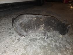Found/Stray Female Cat last seen Glenpark Dr and Cloudview Dr, Appleton, WI 54914