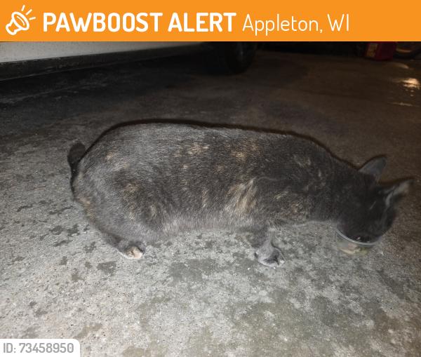 Found/Stray Female Cat last seen Glenpark Dr and Cloudview Dr, Appleton, WI 54914