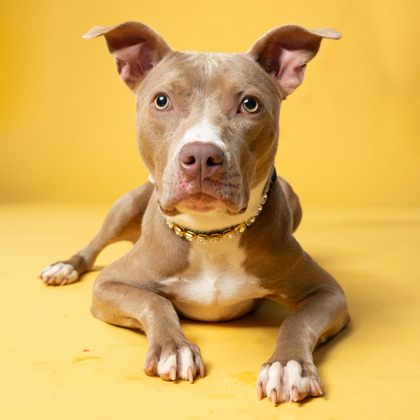 Shelter Stray Female Dog last seen Near Penny Ln, East Point,, 1251 Fulton Industrial Blvd NW, Atlanta, GA 30336, USA