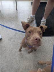 Shelter Stray Female Dog last seen Near Stadium Dr, Central District, TX, 355 Hillshire Dr, Haslet, TX 76052, USA