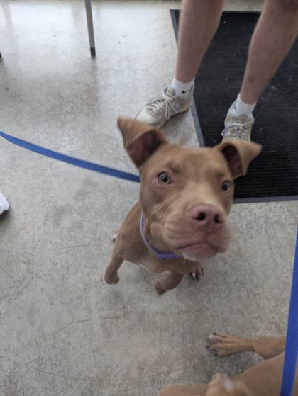 Shelter Stray Female Dog last seen Near Stadium Dr, Central District, TX, 355 Hillshire Dr, Haslet, TX 76052, USA