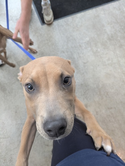 Shelter Stray Male Dog last seen Near Stadium Dr, Central District, TX, 355 Hillshire Dr, Haslet, TX 76052, USA