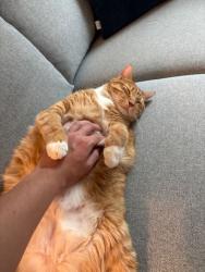 Shelter Stray Male Cat last seen Van Courtlandt Park, BRONX, NY, 10471, 326 E 110th St, New York, NY 10029, USA