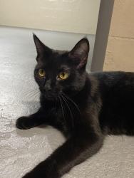 Reunited Female Cat last seen Guilford Rd, Sterling Dr, Rockford, IL 61107