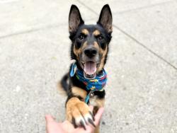 Shelter Stray Male Dog last seen Claremont Park, BRONX, NY, 10457, 326 E 110th St, New York, NY 10029, USA
