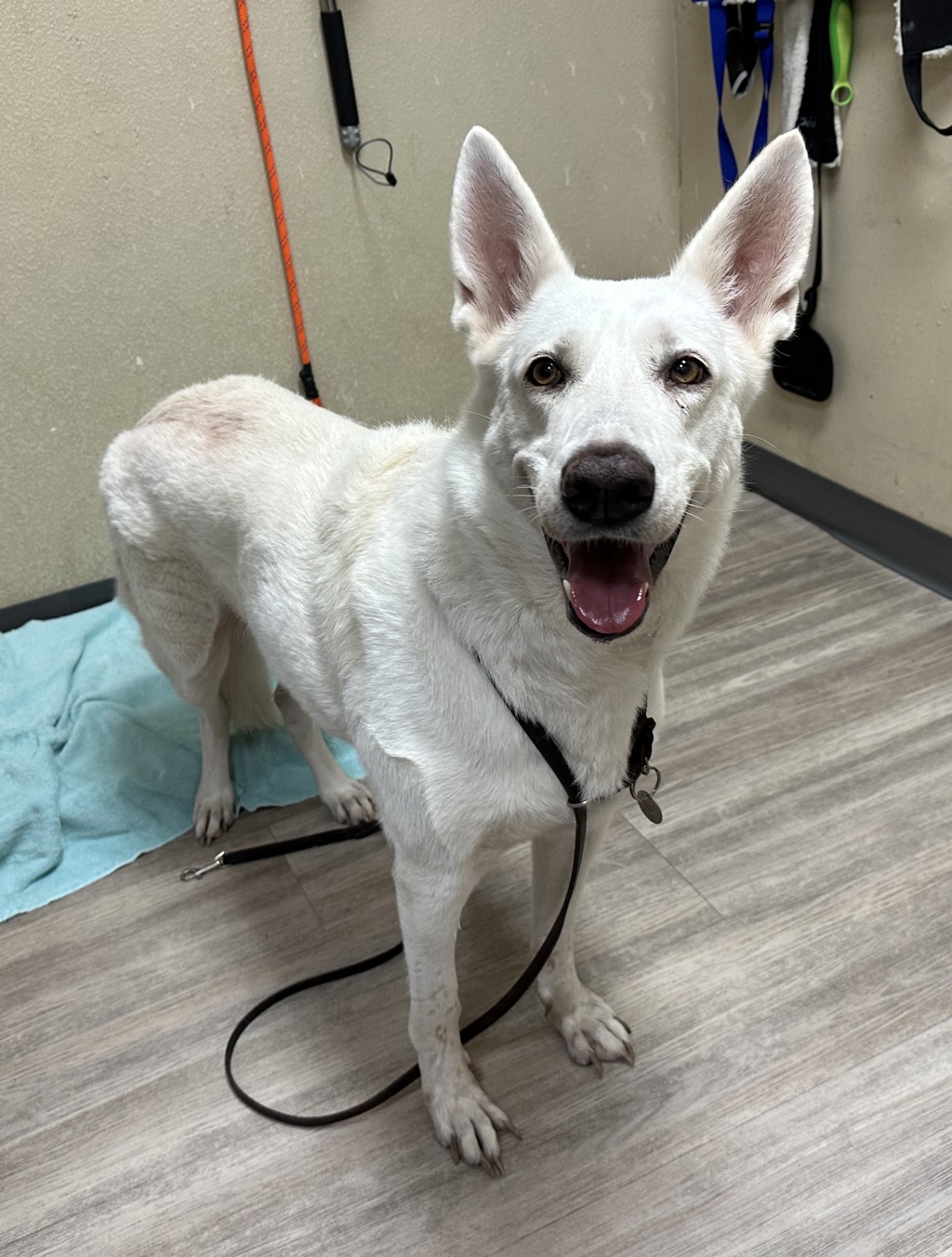 Shelter Stray Female Dog last seen Apt 17,550 Los Arbolitos Boulevard, Oceanside, CA, 92058, Oceanside, CA 92058, USA