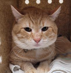 Shelter Stray Male Cat last seen N Anchor Way and N Marie Dr, OR, 1700 W Historic Columbia River Hwy, Troutdale, OR 97060, USA