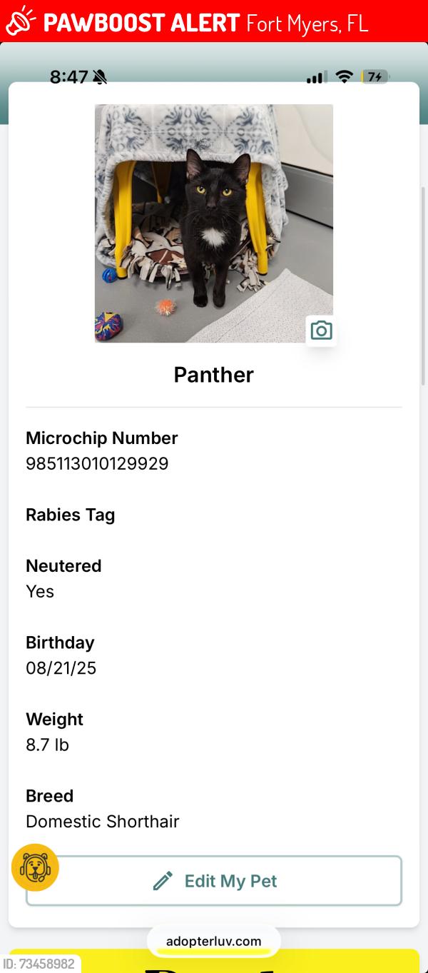 Lost Male Cat last seen Near FGCU housing 108D, Fort Myers, FL 33965