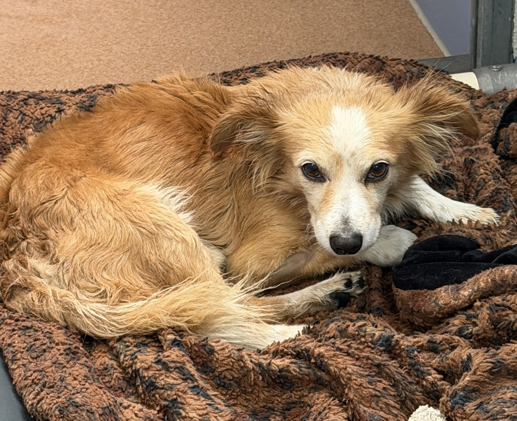 Shelter Stray Male Dog last seen Friars Road, San Diego, CA, 92108, 5500 Gaines St, San Diego, CA 92110, USA