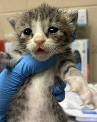 Shelter Stray Female Cat last seen SE 15th ave and SE Rhone st, OR, 1700 W Historic Columbia River Hwy, Troutdale, OR 97060, USA