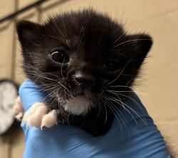 Shelter Stray Male Cat last seen SE 15th ave and SE Rhone st, OR, 1700 W Historic Columbia River Hwy, Troutdale, OR 97060, USA