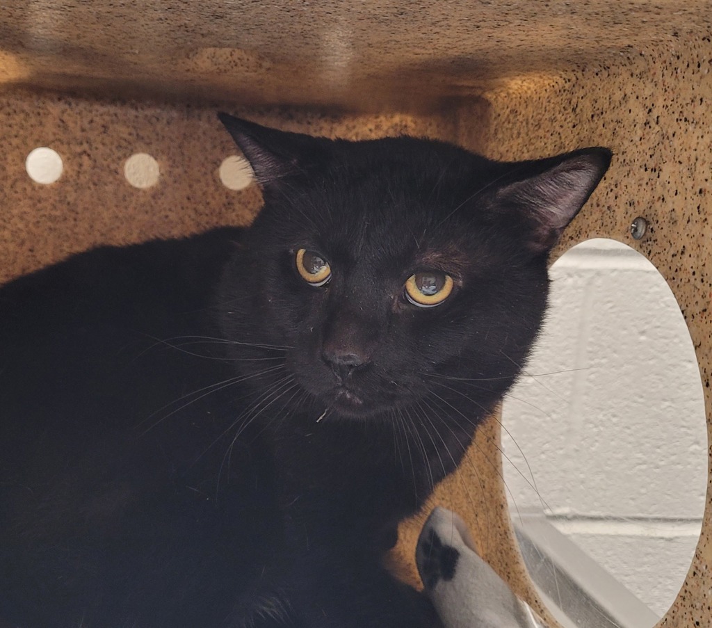 Shelter Stray Male Cat last seen N Anchor Way and N Marie Dr, OR, 1700 W Historic Columbia River Hwy, Troutdale, OR 97060, USA