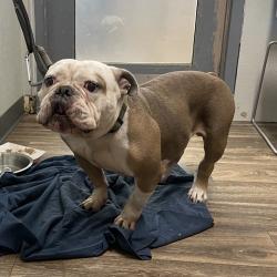 Shelter Stray Male Dog last seen Near Market Street, San Diego, CA, 92102, 5500 Gaines St, San Diego, CA 92110, USA