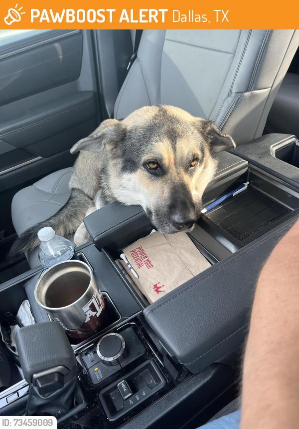 Found/Stray Female Dog last seen Highway 30 and Ferguson, Dallas TX, Dallas, TX 75228