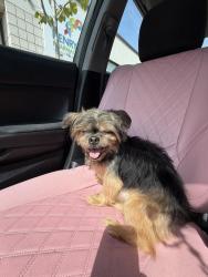 Reunited Male Dog last seen Morris ave and Washington st, Trenton, NJ 08611