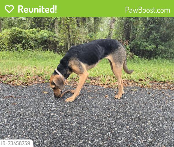 Reunited Female Dog last seen Ocala springs Elementary, Silver Springs, FL 34479