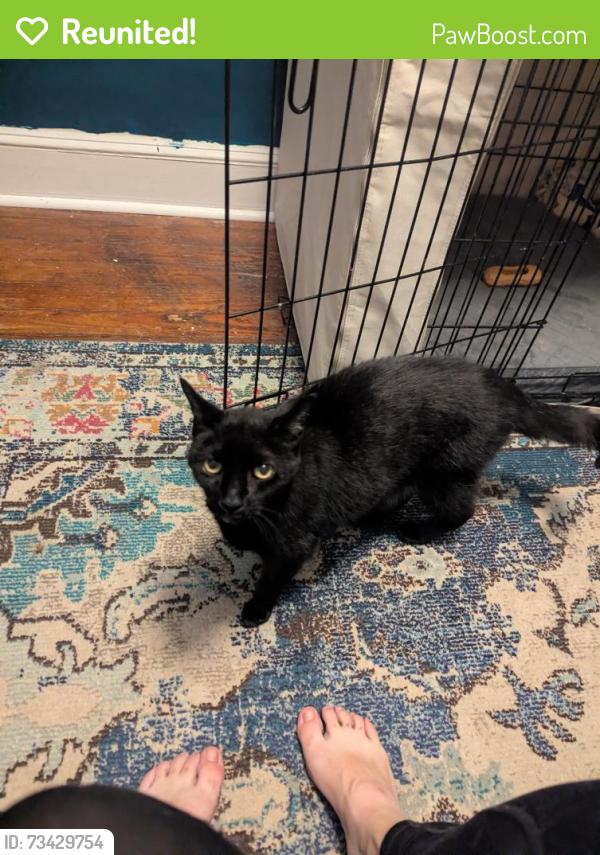 Reunited Male Cat last seen Belfast and Vista, Timonium, MD 21093